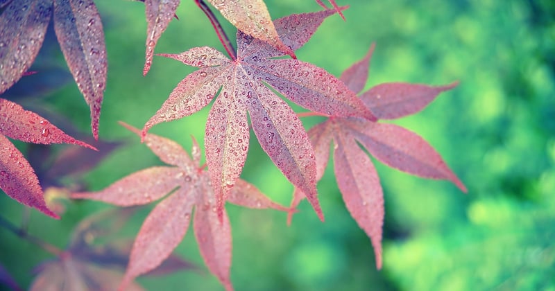Baum als Symbol des Lebens: Die tiefe Bedeutung der Natur