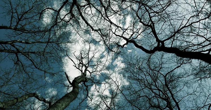 Baum des Lebens Bibel: zwei Bäume, ein Missverständnis
