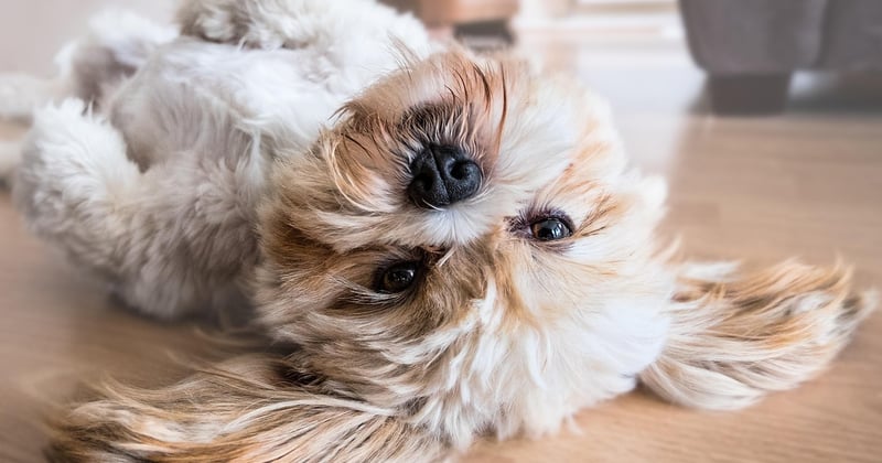 Wie lange ist ein Hund schwanger? Alle Fakten zur Trächtigkeit