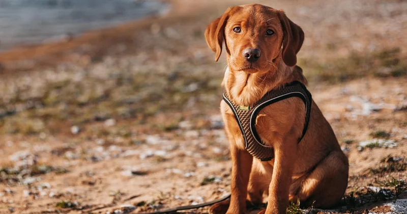 Wie lange ist ein Dackel schwanger — und wie lange ein Labrador?
